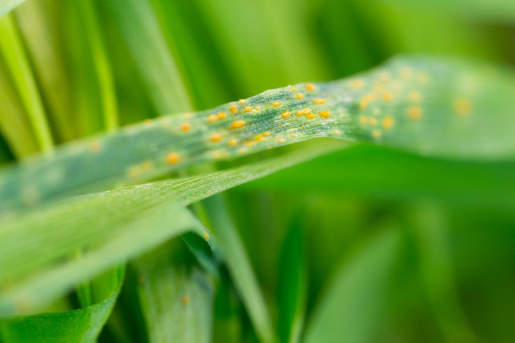 Scientists develop quiet high quality genome to prevent rust in bread wheat