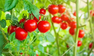 Upcycling ag by-merchandise for human diet: Scientists extract toxin-free Rubisco protein from tomato leaves