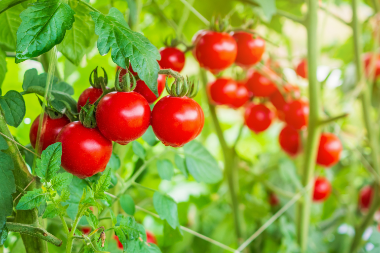 Upcycling ag by-merchandise for human diet: Scientists extract toxin-free Rubisco protein from tomato leaves