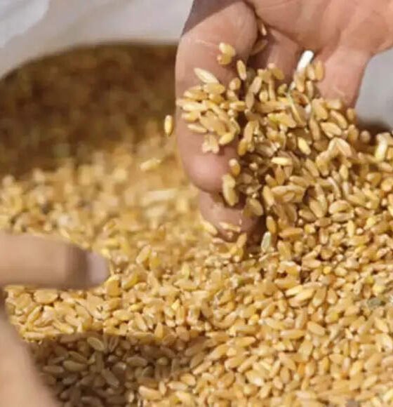 Battle-strained wheat market faces moment of truth