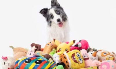 Glimpse sheds light on how dogs seek their licensed toys