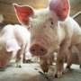 Scientists revive cells and organs in silly pigs