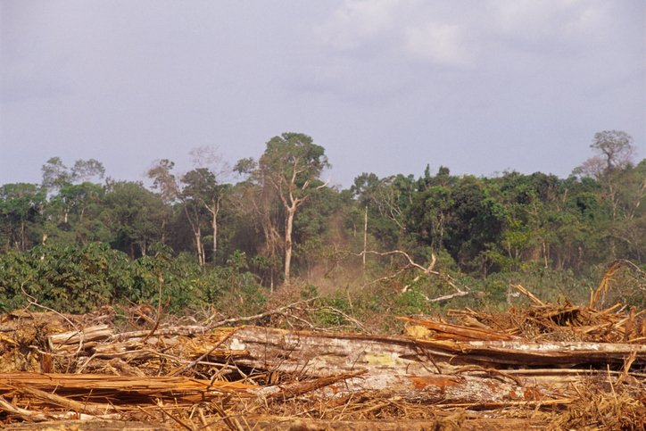 EU Parliament: ‘We wouldn’t maintain any option nevertheless to ramp up our efforts to hand over global deforestation’